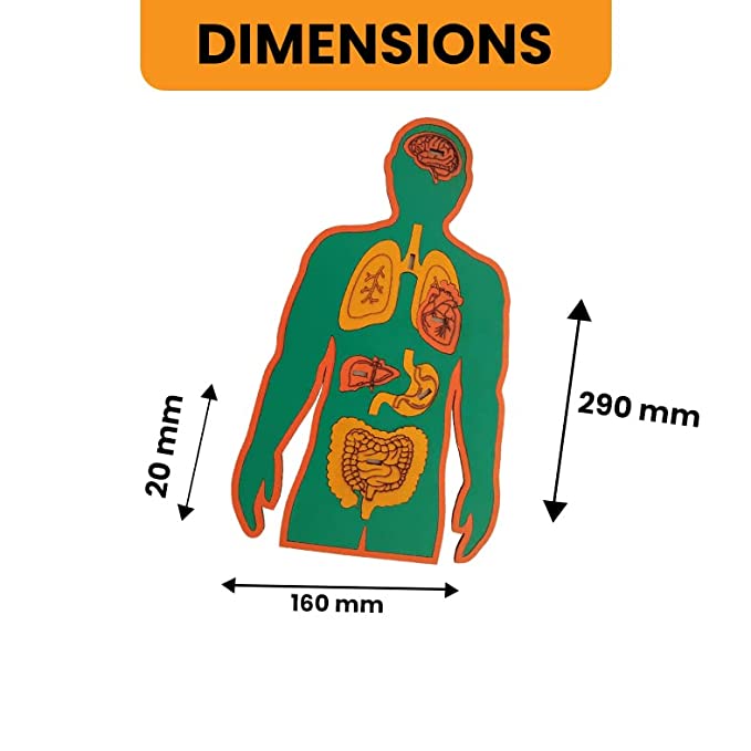 DIY Human Body | STEM Educational Construction Activity Kit for Kids | Learning Science Toy | Best Gifting Option